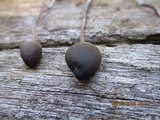 Psilocybe papuana image