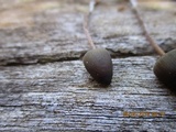 Psilocybe papuana image