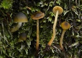 Cortinarius lachanus image