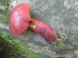 Baorangia bicolor image