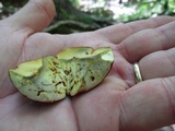 Baorangia bicolor image