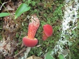 Baorangia bicolor image