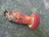 Baorangia bicolor image