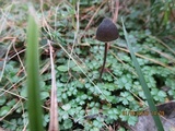 Psilocybe papuana image