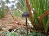 Psilocybe papuana image