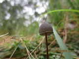 Psilocybe papuana image