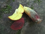 Baorangia bicolor image