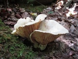 Lactarius subvellereus image