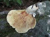 Lactarius subvellereus image