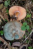 Lactarius deterrimus image