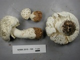 Amanita polypyramis image