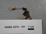 Ophiocordyceps sphecocephala image