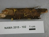 Calocera cornea image
