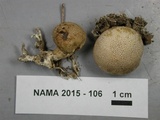 Scleroderma areolatum image