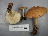 Rhodocollybia maculata image