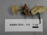 Marasmius delectans image