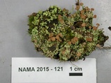 Cladonia piedmontensis image