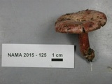 Lactarius subpurpureus image