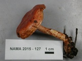 Cortinarius bolaris image