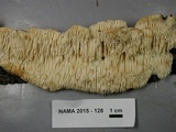 Sarcodontia pachyodon image