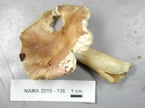 Russula cyanoxantha image