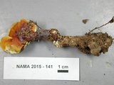 Ganoderma curtisii image