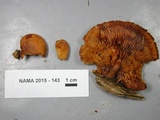 Gymnopilus picreus image