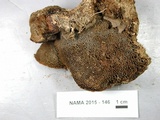 Coltricia montagnei image