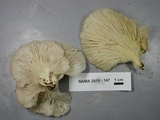 Pleurotus pulmonarius image