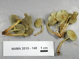 Hypholoma subviride image