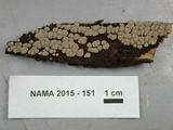 Xylobolus frustulatus image