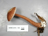 Austroboletus gracilis image