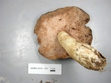 Tylopilus felleus image