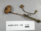 Inocybe mutata image