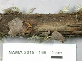 Ionomidotis fulvotingens image