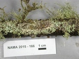 Ionomidotis fulvotingens image