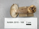 Lactarius mucidus image