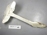 Amanita magniradix image