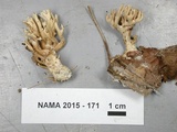 Lentaria micheneri image