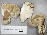 Trametes lactinea image