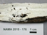 Diplomitoporus overholtsii image