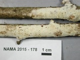 Hyphodontia quercina image