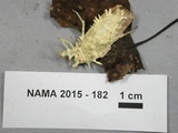 Cordyceps tuberculata image