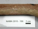 Hymenochaete corrugata image