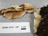 Gloeoporus dichrous image