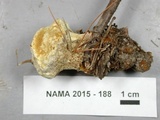 Onnia tomentosa image
