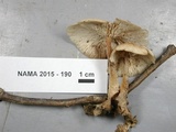 Gymnopus kauffmanii image