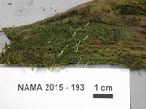 Multiclavula mucida image