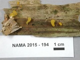 Dacryopinax spathularia image