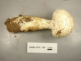Amanita ravenelii image